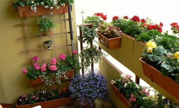 Mielec: Ogrody na balkonach.