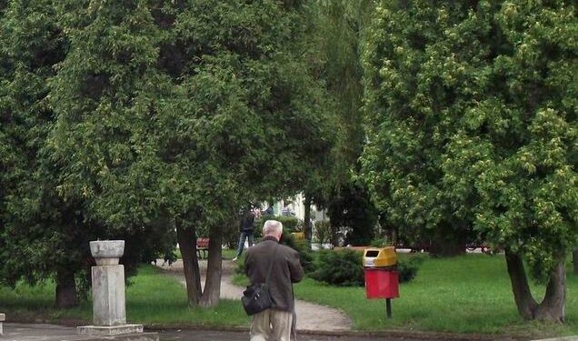 Mielec: Wytną chore drzewa