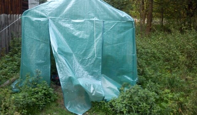 Nielegalna plantacja konopi indyjskich.