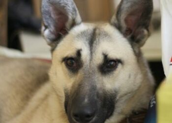 Sandomierz: Gwiazdka dla 'Przytulnych'.