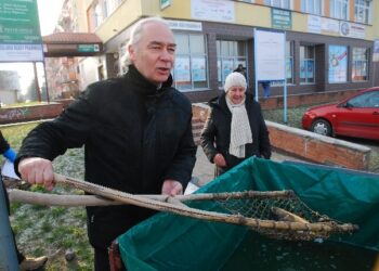 Tarnobrzeg: Poseł rozdawał karpie