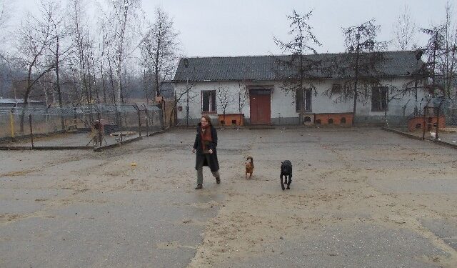 Tarnobrzeg: Chcą chronić zwierzęta