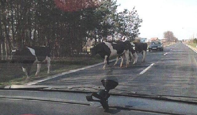 Stalowa Wola: Na sesji o krowach terrorystkach