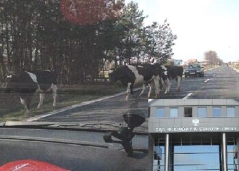 Stalowa Wola: Decyzją sądu prokuratura ponownie zajmie się krowami.