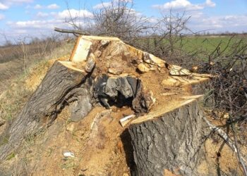 Sokolniki: Barbarzyństwo na przyrodzie, czy sposób na złodzieja?