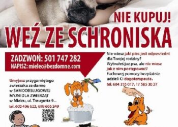 Mielec:  Zaadoptuj czworonoga