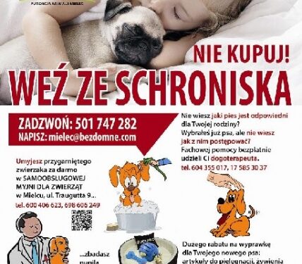 Mielec: Zaadoptuj czworonoga