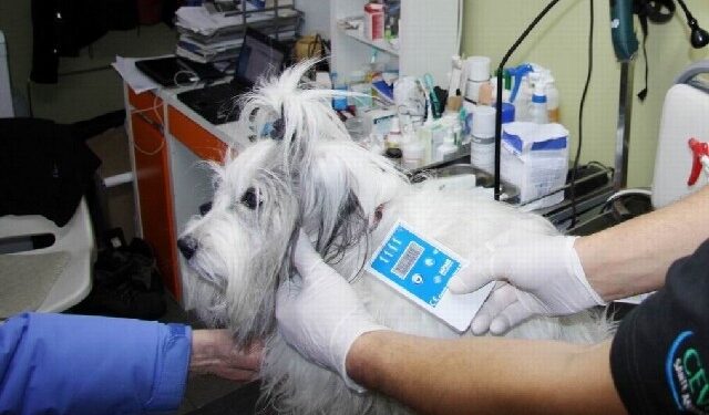 Mielec: Czipowanie psów