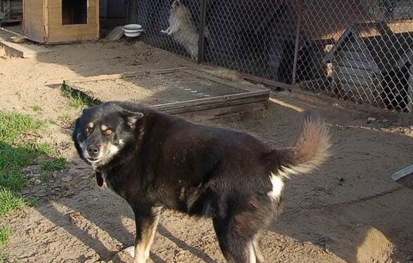 Mielec: Kontrowersje wokół schroniska dla bezdomnych zwierząt.