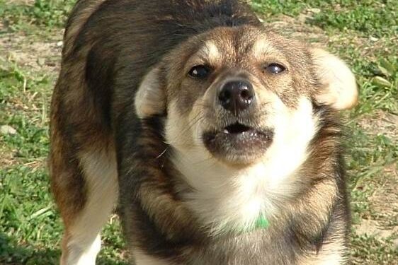 Mielec: Program opieki nad zwierzętami