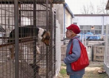 Mielec: Coraz więcej wolontariuszy w schronisku dla bezdomnych zwierząt