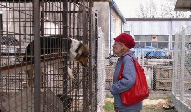 Mielec: Coraz więcej wolontariuszy w schronisku dla bezdomnych zwierząt