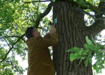 Sokolniki: Dęby uznane za pomniki przyrody
