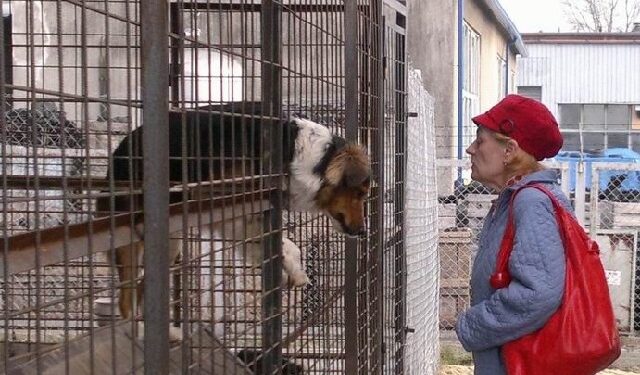 Mielec: Trudne warunki pracy w schronisku dla zwierząt