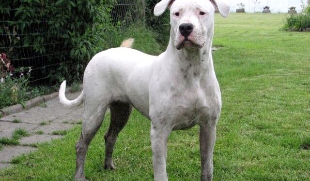 Mielec: Czipowanie ma służyć bezpieczeństwu