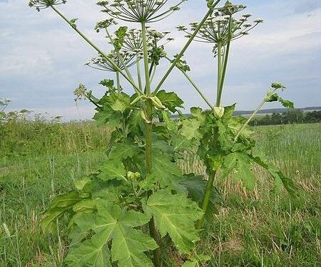 Turbia: Barszcz na miedzy.