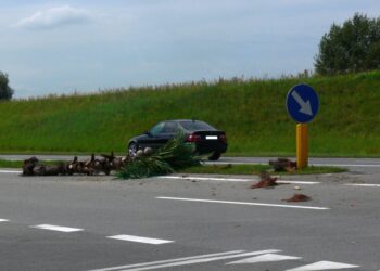 Tarnobrzeg. Wypadek Wisłostrada. Kierowca ściął palmę.