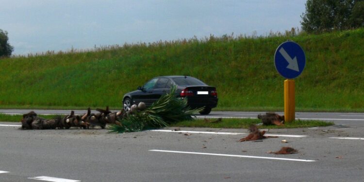 Tarnobrzeg. Wypadek Wisłostrada. Kierowca ściął palmę.