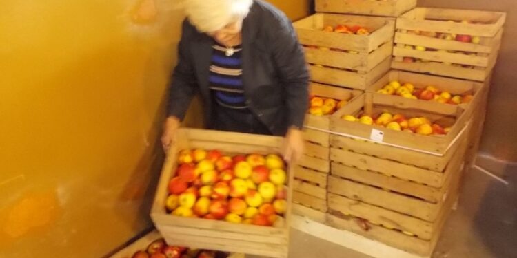 Tarnobrzeg. Tony warzyw i owoców trafiają do banku żywności.