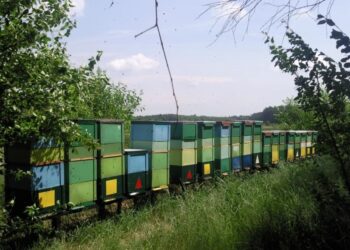 Mielec:  Święto miodu i pszczół