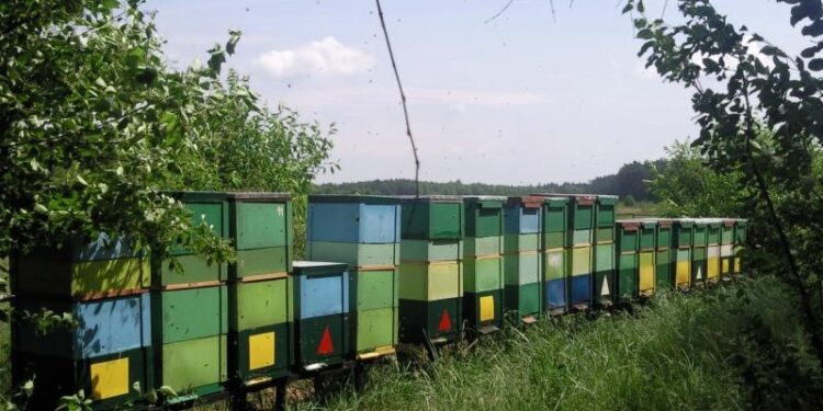 Mielec:  Święto miodu i pszczół