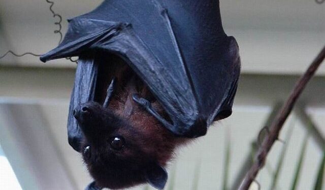 Mielec: Nietoperze narzędziem walki z komarami.