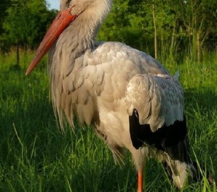 Mielec: Na pomoc bocianowi