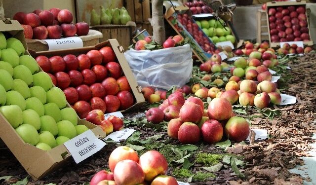 Region: Mistrzowskie jabłka spod Sandomierza