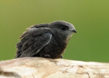 Mielec: Więcej budek lęgowych dla ptakow to mniej komarów.