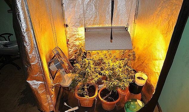 Mielec: Znaleziono uprawę konopi.