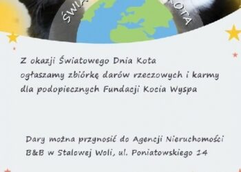 Stalowa Wola: Koty czekają na pomoc.