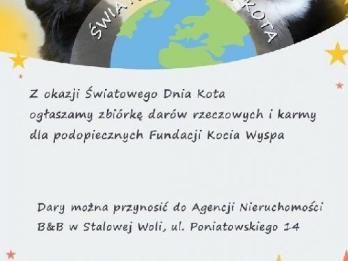 Stalowa Wola: Koty czekają na pomoc.