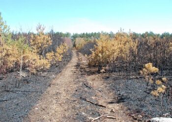 Mielec: APEL O NIEWYPALANIE TRAW