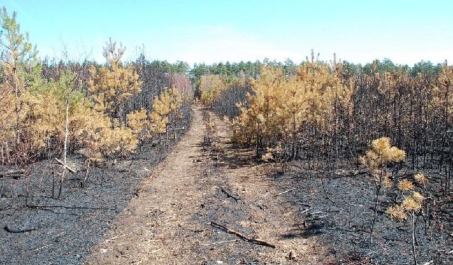 Mielec: APEL O NIEWYPALANIE TRAW