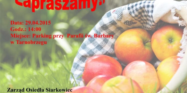 Tarnobrzeg. Darmowe jabłka.