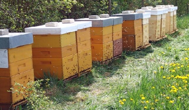 Mielec: Pszczelarze edukują.