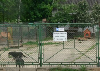 Tarnobrzeg: Dzieci zwierzętom