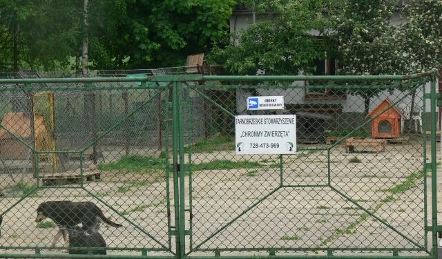 Tarnobrzeg: Dzieci zwierzętom