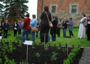 Sandomierz: Ogród ziół przy Muzeum Diecezjalnym.