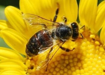 Mielec: Komu winne pszczoły?