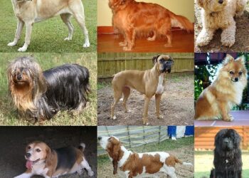 Tarnobrzeg: Ogólnopolski Dzień Dogoterapii.