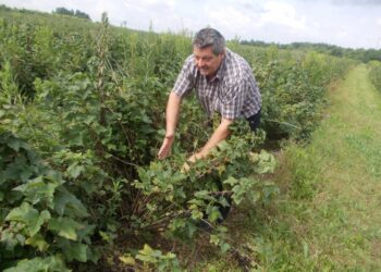 Skrzypaczowice, region. Niska cena czarnej porzeczki poraża plantatorów również z Gminy Łoniów.