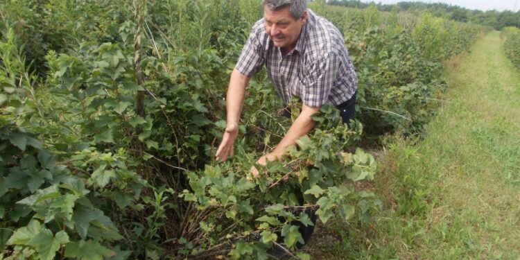 Skrzypaczowice, region. Niska cena czarnej porzeczki poraża plantatorów również z Gminy Łoniów.