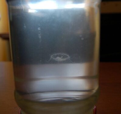 Nowa Dęba: W zalewie pojawiły się meduzy słodkowodne