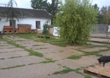Tarnobrzeg: Będzie przeprowadzka schroniska dla zwierząt
