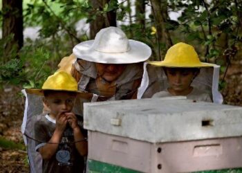 Kolbuszowa: Ule, miód, pszczelarze