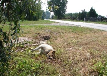Koćmierzów: Interwencja w sprawie padłych psów