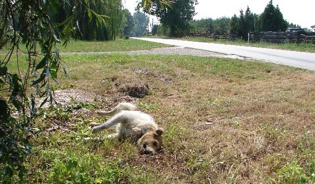Koćmierzów: Interwencja w sprawie padłych psów