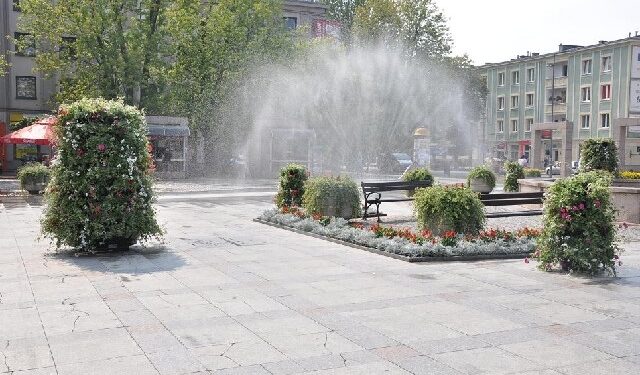 Mielec:  Zawitały kwiaty.