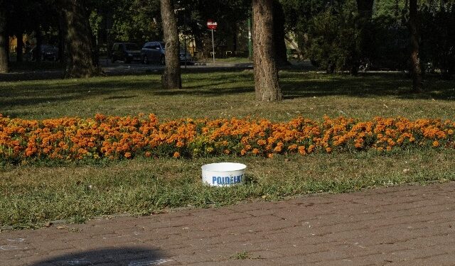 Mielec: Poidła dla zwierząt.